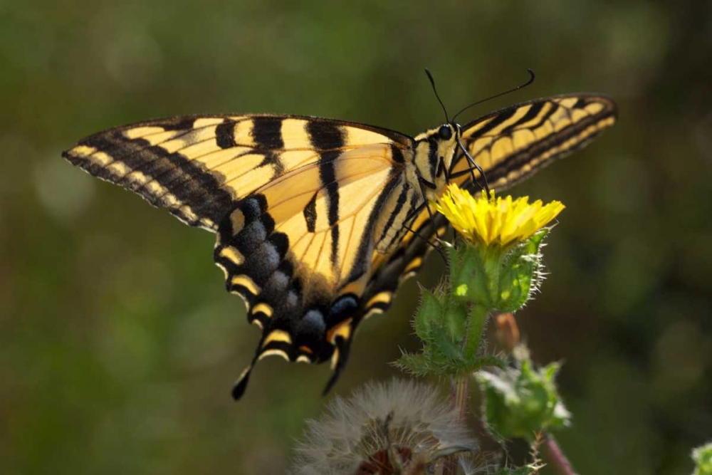 CA, San Diego, Mission Trails Anise Swallowtail